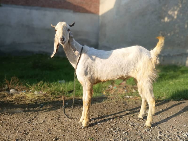 Bakra For EID-2026 3