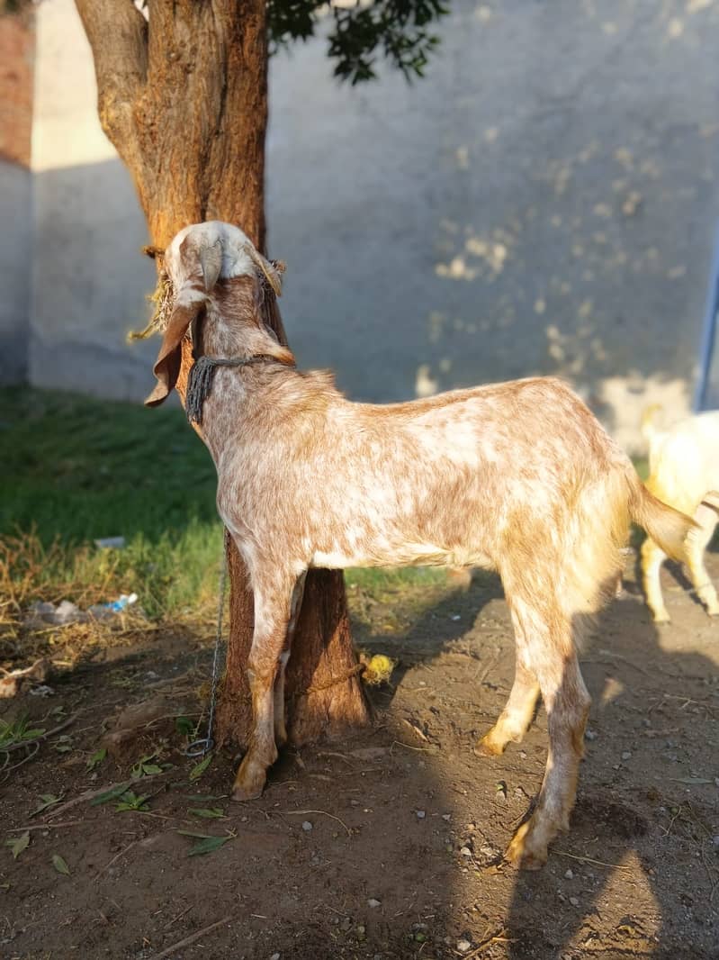 Bakra For EID-2026 4