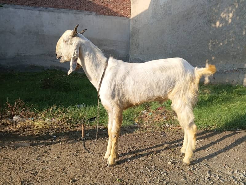 Bakra For EID-2026 5