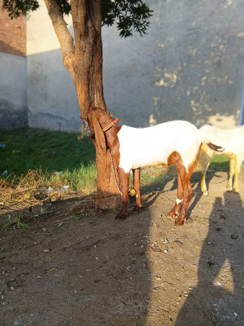 Bakra For EID-2026 6