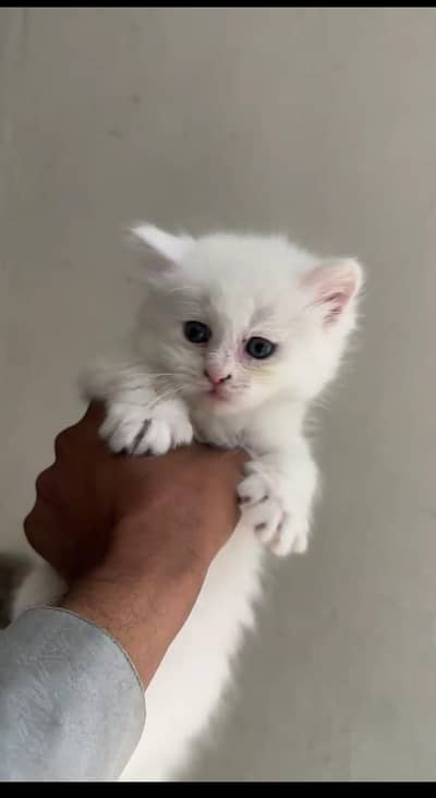 Persian kittens triple coated 03284062254