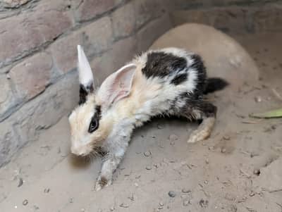 black and white female rabbit