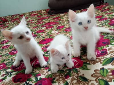 percian kittan play full