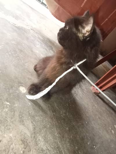 Persian cat