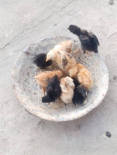 aseel Madi with 8 chicks