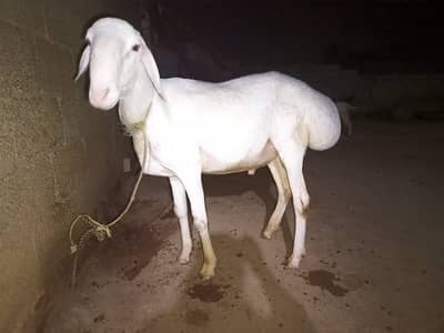Turkish Dumba | Dumbay | Bakra | Turky Dumba | Goat | Qurbani 2026