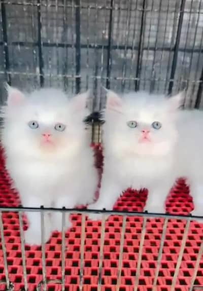 Persian female kitten for sale all Pakistan delivery available