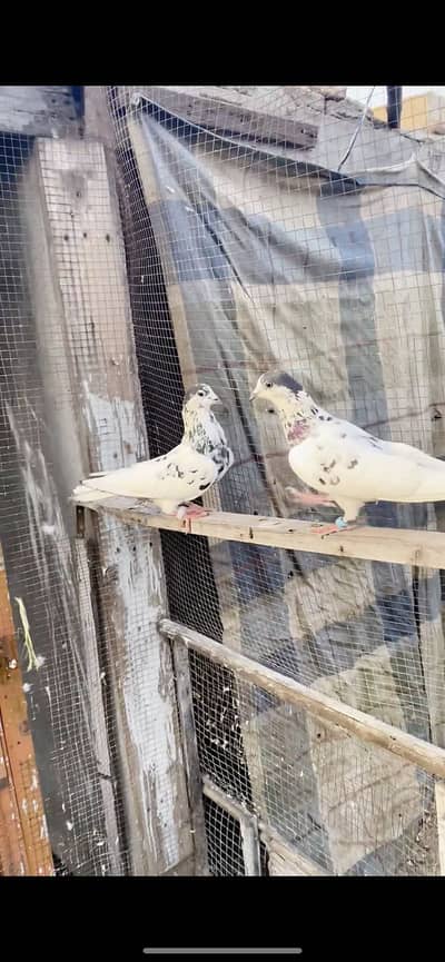 35 wala Taddy shikra or lakha pairs