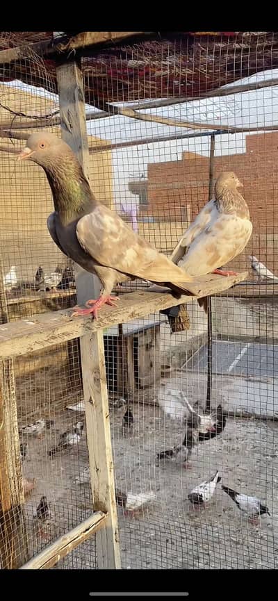 Taddy or lakha pairs