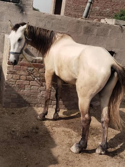 horse