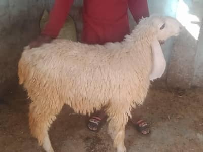 Chhatra Goat for Eid Qurbani
