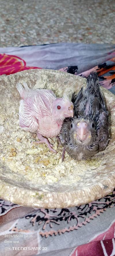 Eno and gray coktil chicks