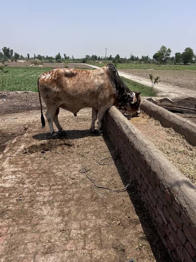 *Cholistani Desi Cross Bull for Sale –*