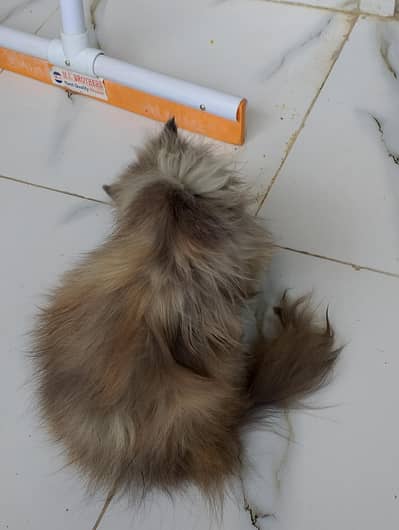 Persian cat for sale