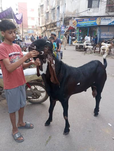 healthy BO bakra