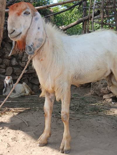 Goat | Bkra | Desi Goats | Qurbani Bkra |  White Goat | Qurbani  2026