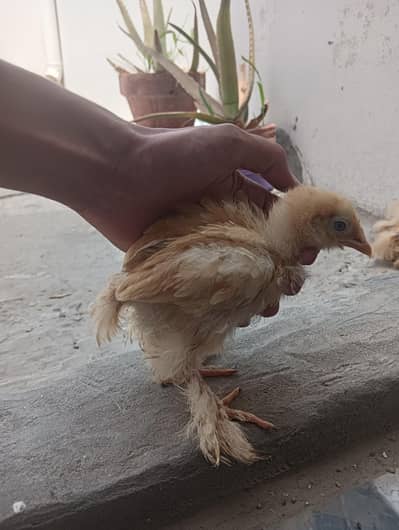 Golden Heavy Buff 2 months Chicks for Sale