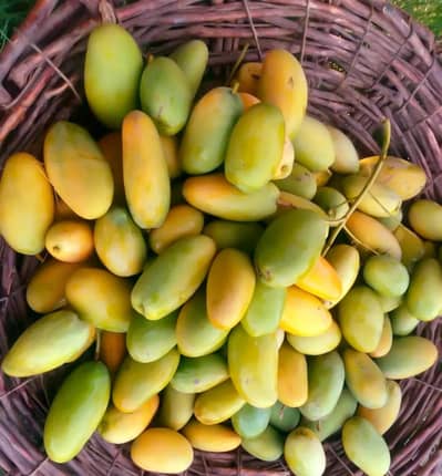 Farm Fresh Mangoes Available