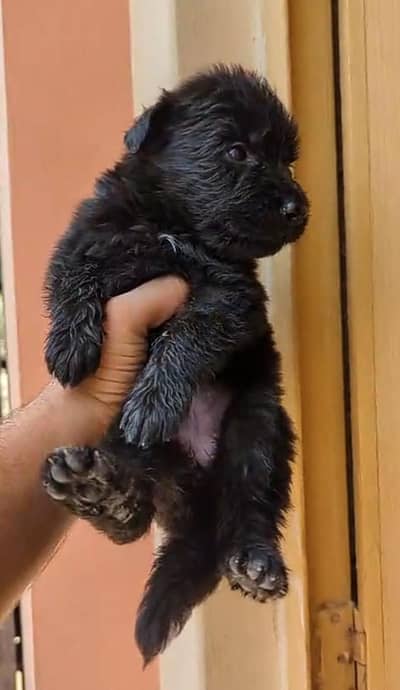 german Shepherd long hair puppy for sale