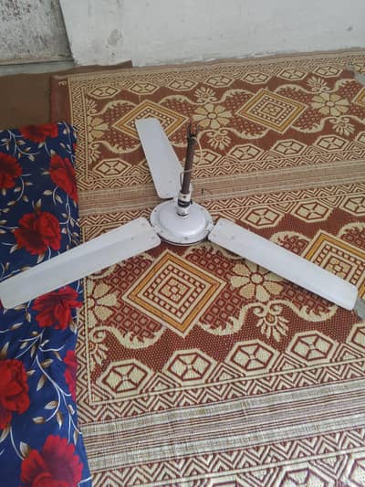 fan fan