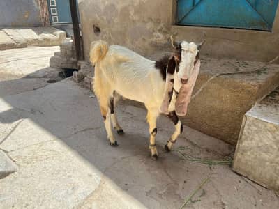 Goats for Qurbani 2026