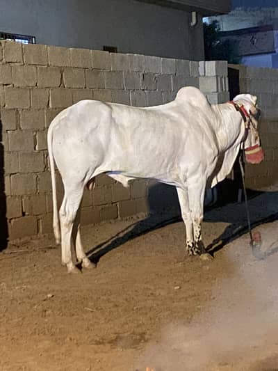 Fatehjungi Bull Full White For sale