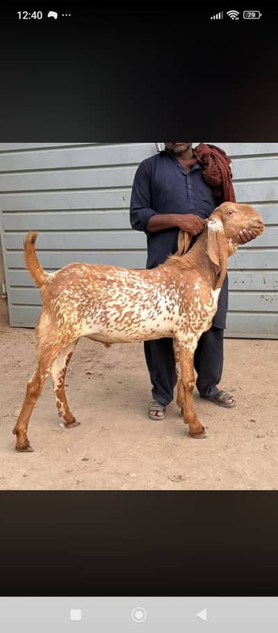 Al- Kamran foram 2 dant bakray ghr ky palay hovay
