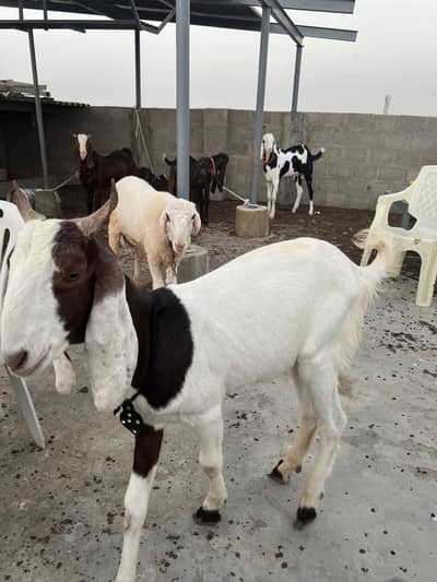 02 dant Bakre for qurbani