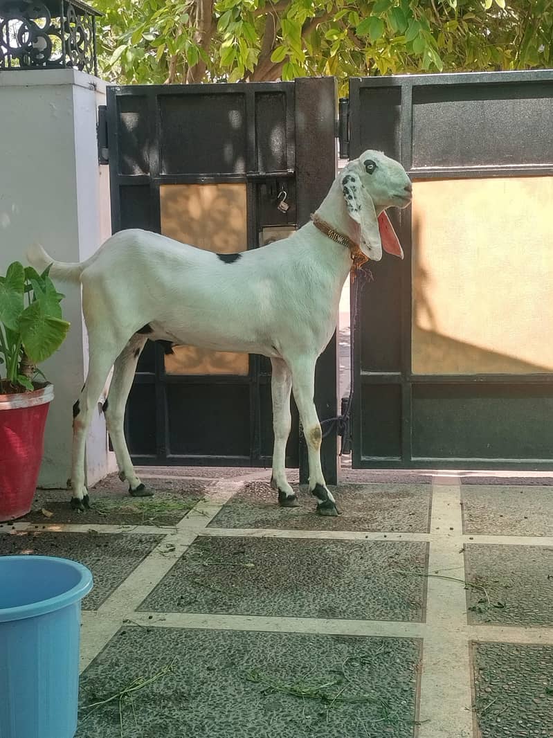 Bakra 0