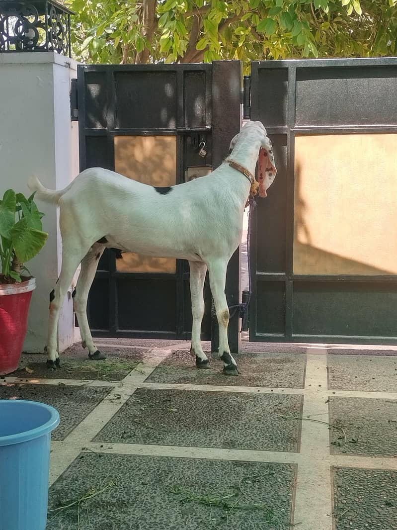 Bakra 1