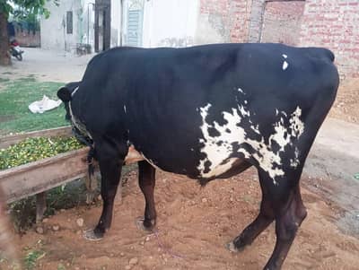Qurbani/2 dant/Bulll/bachey/bakery/Goat/Sheep/chatra for sell