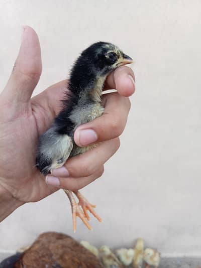 Aseel Chick For Sale whatsapp 03444594557