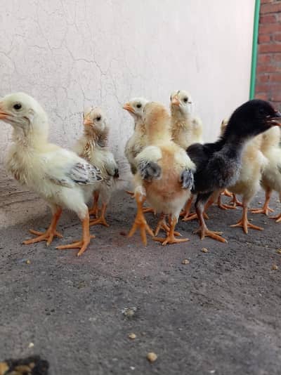 Aseel Chick For Sale whatsapp 03444594557