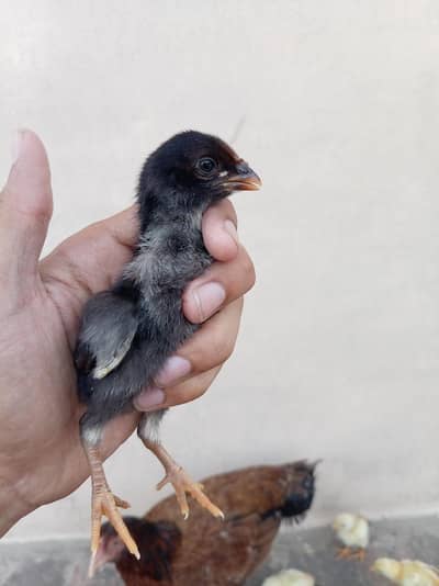Aseel Chicks for Sale مناسب rate Whatsapp 03444594557