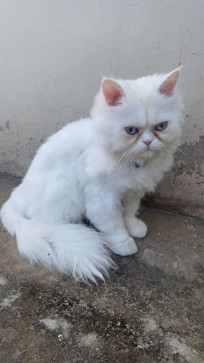 male cat for sale