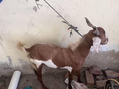 Goats