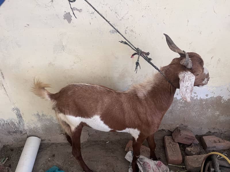 Goats 0