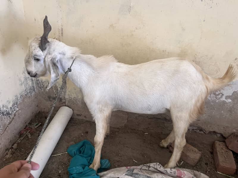 Goats 1