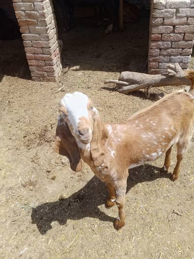 Qurabani/Bakri