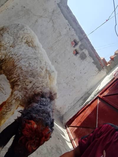 chatra for qurbani