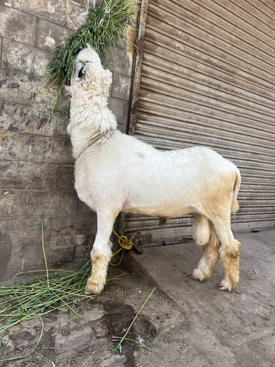 Kheeray  dumbay  1 ka meat weight 45 kg or doosray ka 25 kg