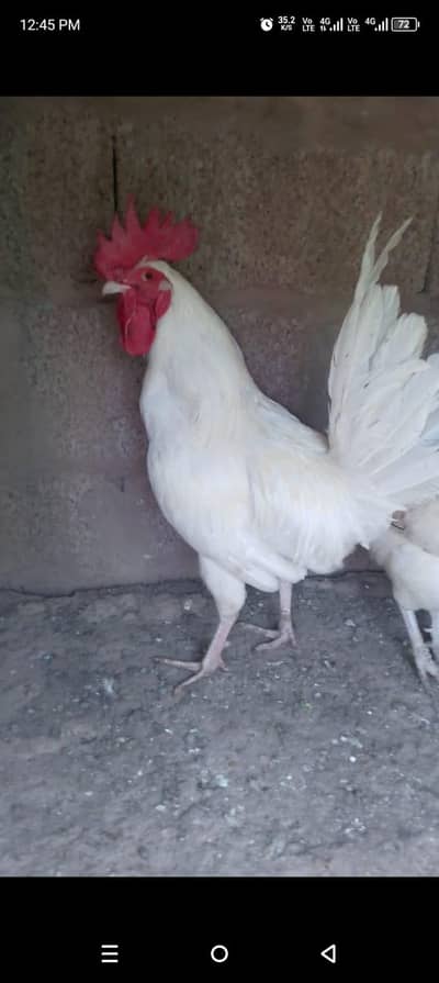 Natural tareekey say white Ghar ka Pala hua juwan Desi murgha