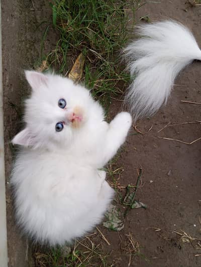 Semi punch face persian Odd eyes