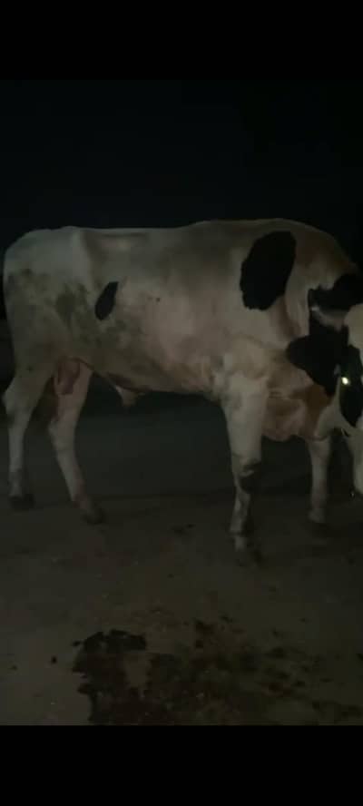 waleti & saheiwali bulls two teeth