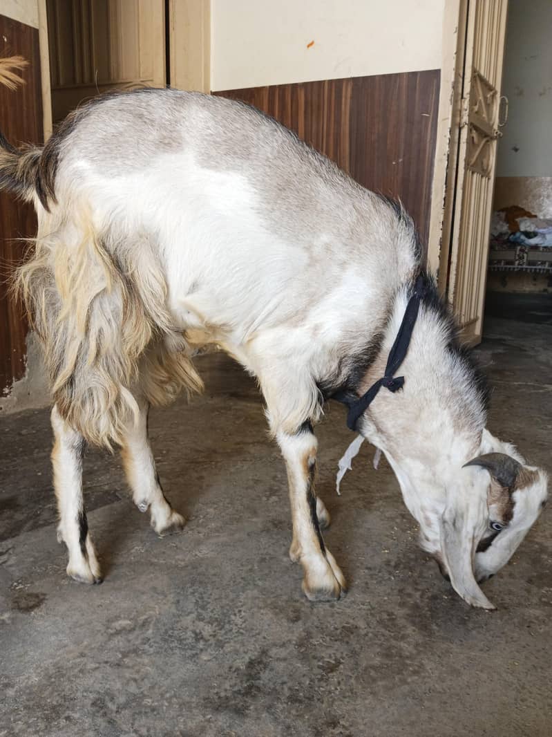 Goats 0