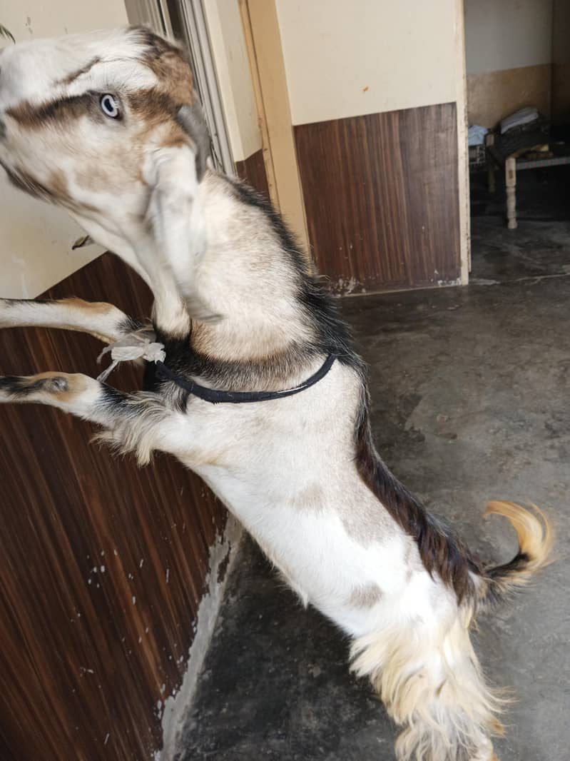 Goats 2