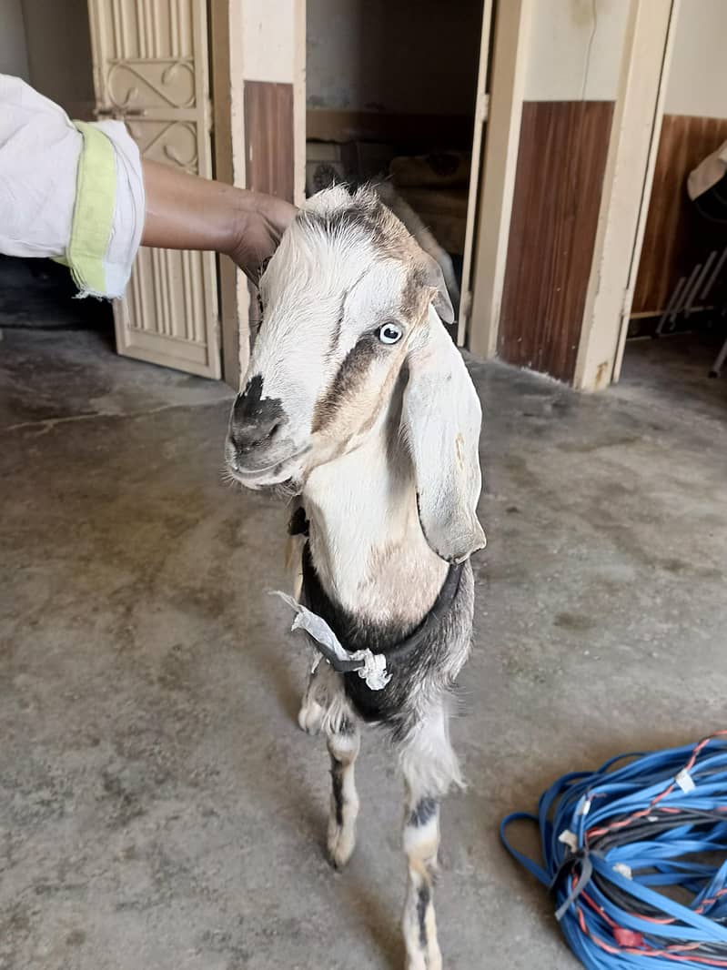 Goats 4