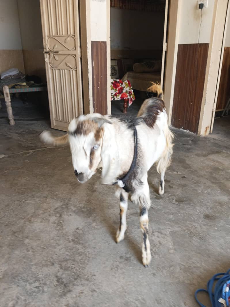 Goats 5
