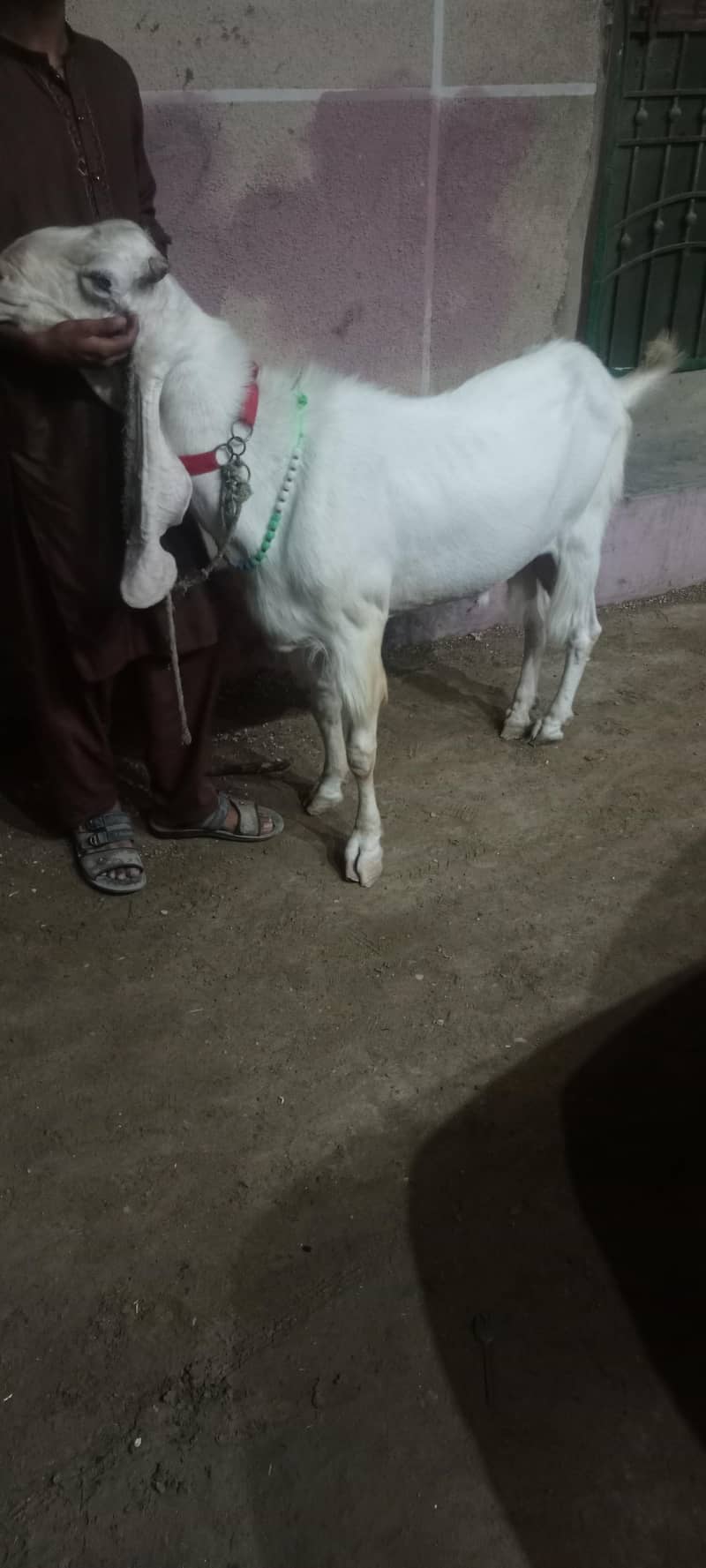 goolabhi bakra 0