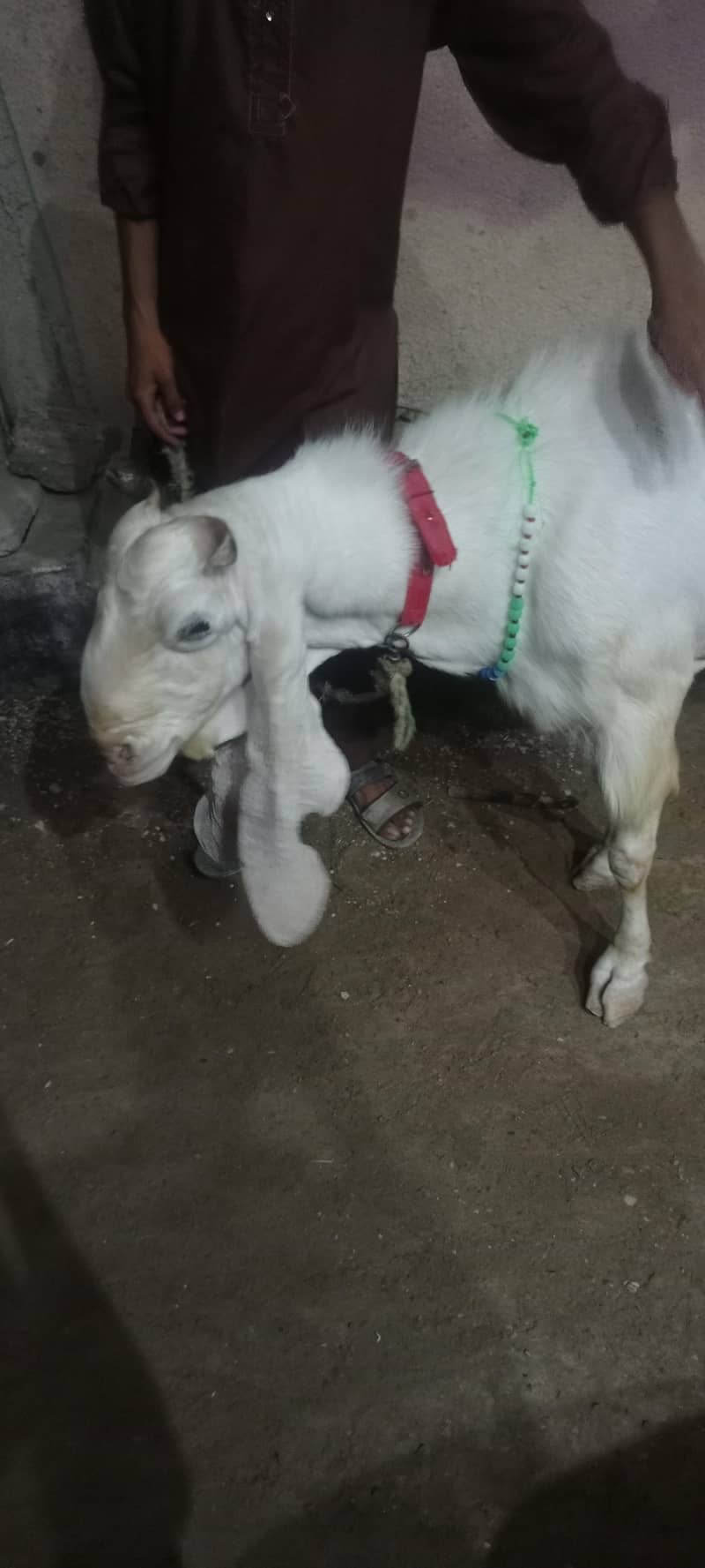 goolabhi bakra 1
